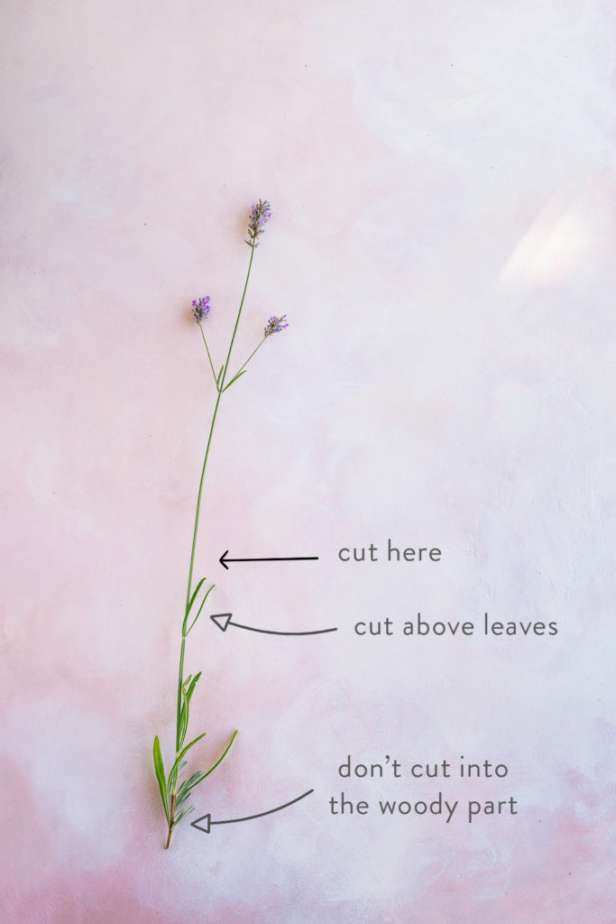 Where to cut lavender stems - How to Harvest and Dry Lavender