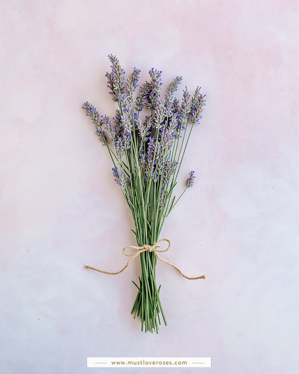 bundle of dried lavender