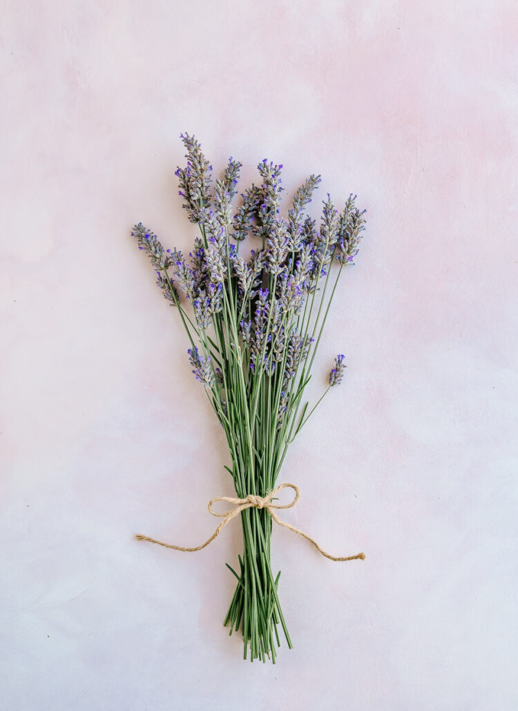 Bundle of lavender - How to Harvest and Dry Lavender