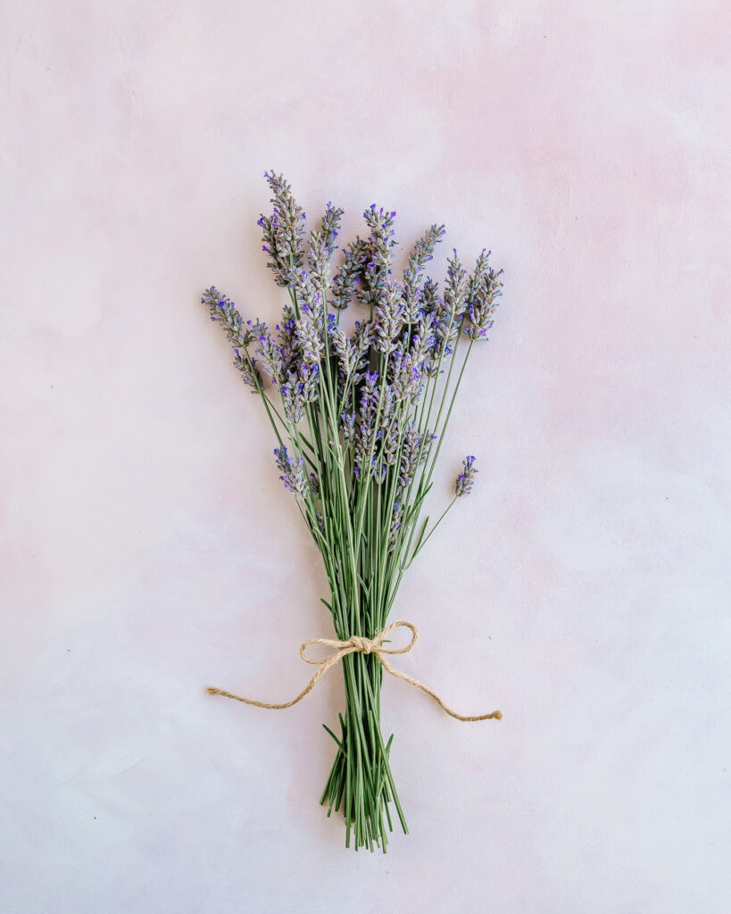 Bundle of lavender - How to Harvest and Dry Lavender