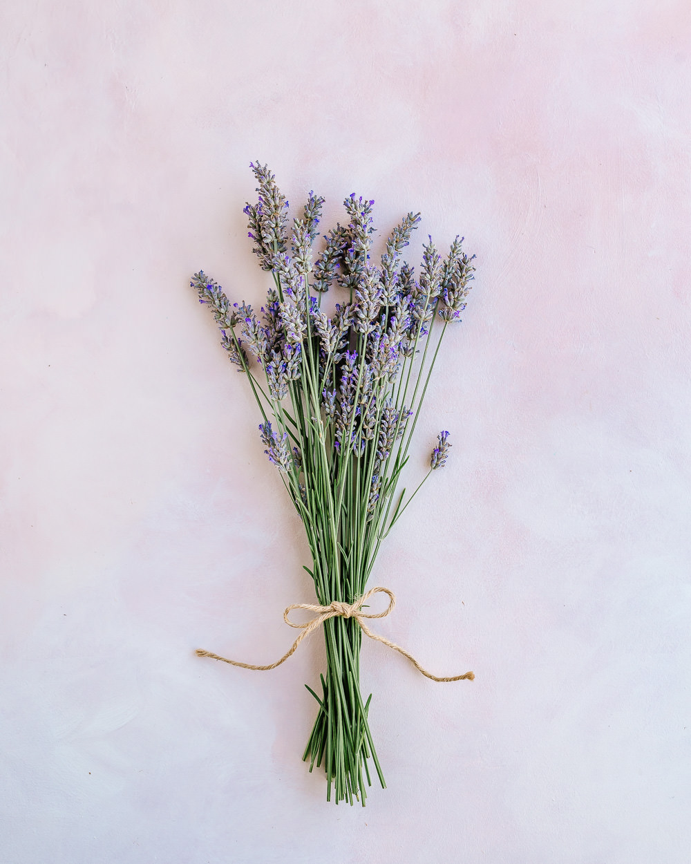 Bundle of lavender - How to Harvest and Dry Lavender