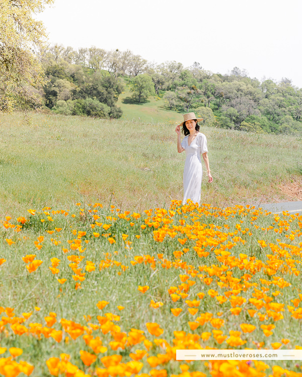 Mt Diablo State Park Spring Poppies and Wildflowers in the San Francisco East Bay in Northern California
