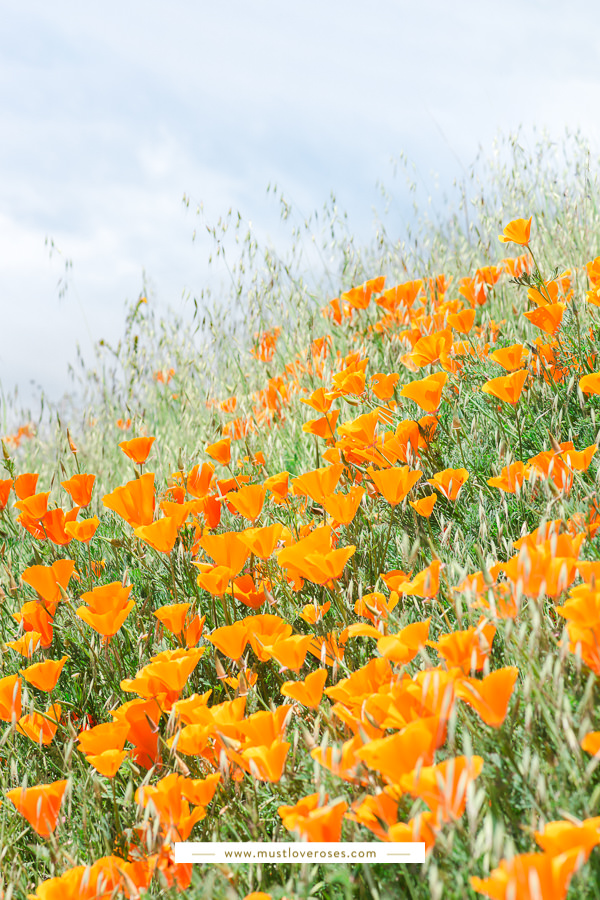 Mt Diablo State Park Spring Poppies and Wildflowers in the San Francisco East Bay in Northern California