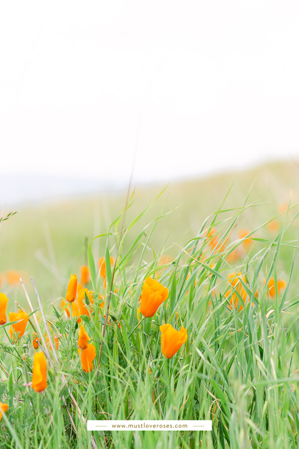 Mt Diablo State Park Spring Poppies and Wildflowers in the San Francisco East Bay in Northern California