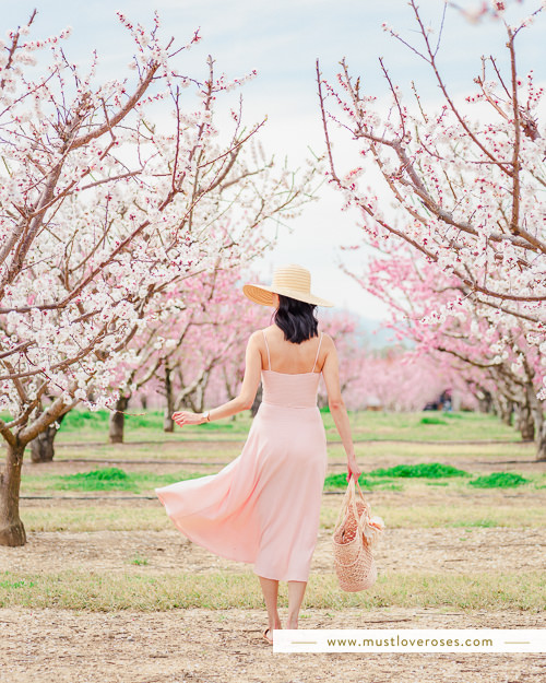 Spring Peach Orchard Blossoms in San Francisco Bay Area California