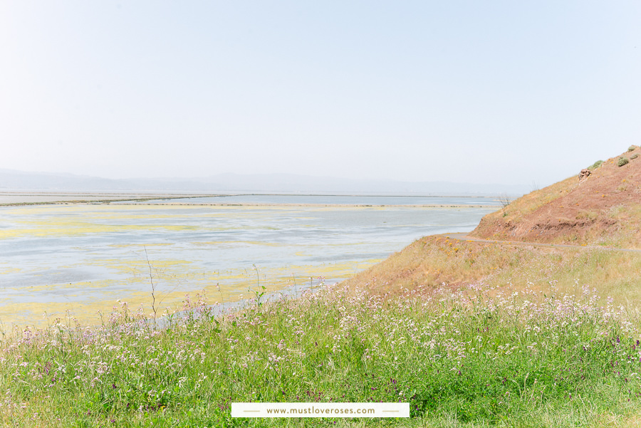 Bay Area Spring Wildflowers at Coyote Hills Regional Park