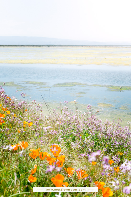 Bay Area Spring Wildflowers at Coyote Hills Regional Park