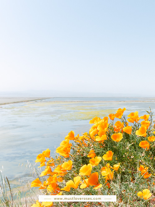 Bay Area Spring Wildflowers at Coyote Hills Regional Park