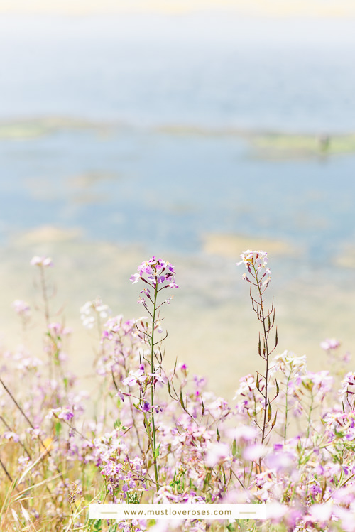 Bay Area Spring Wildflowers at Coyote Hills Regional Park