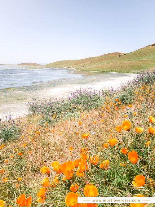 Bay Area Spring Wildflowers at Coyote Hills Regional Park