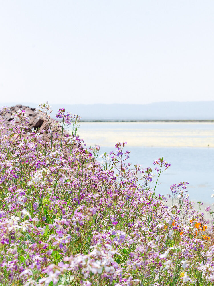 The Best Lenses for Flower Photography