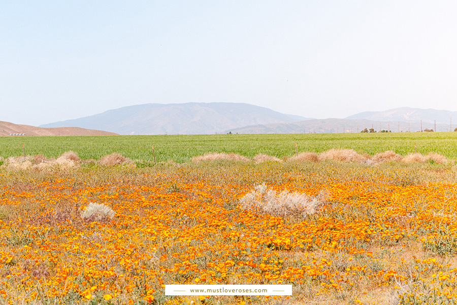 Poppy Fields of the Superbloom at Antelope Valley in Southern California