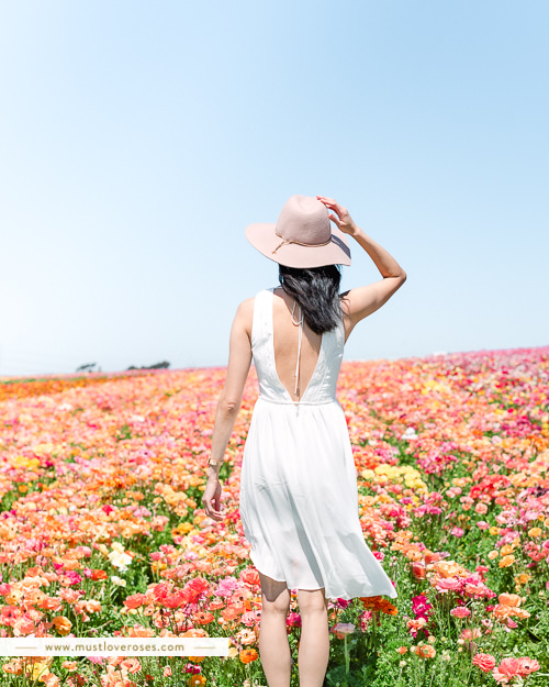 The Flower Fields at Carlsbad in Southern California