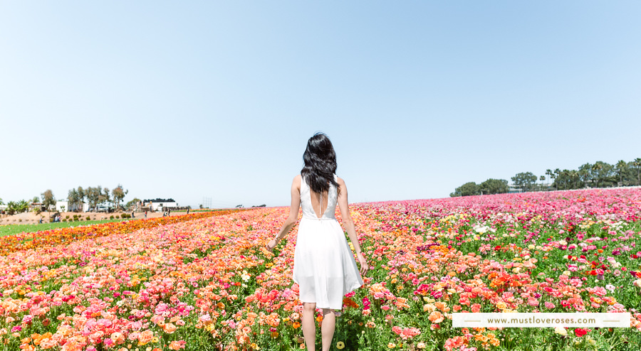 The Flower Fields at Carlsbad in Southern California