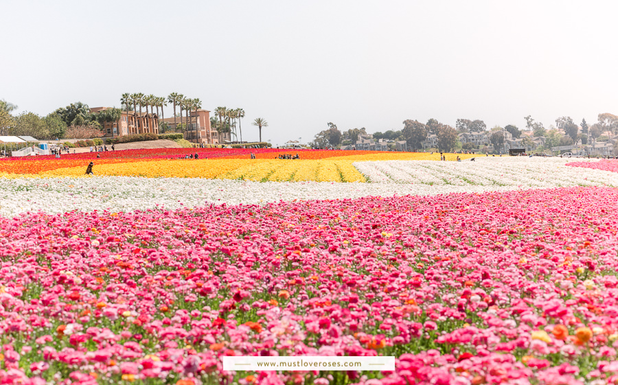 The Flower Fields at Carlsbad in Southern California