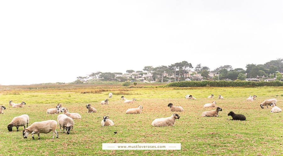 Grazing sheep in Big Sur - Best Spots in Big Sur California