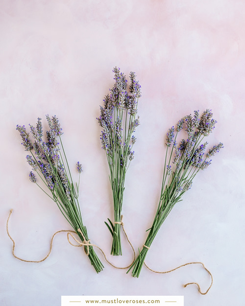 Dried lavender bundles - How to Harvest and Dry Lavender