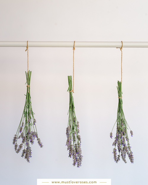 Drying lavender on a rack - How to Harvest and Dry Lavender