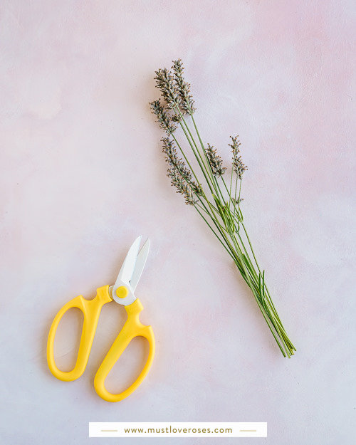Cutting dried lavender - How to Harvest and Dry Lavender