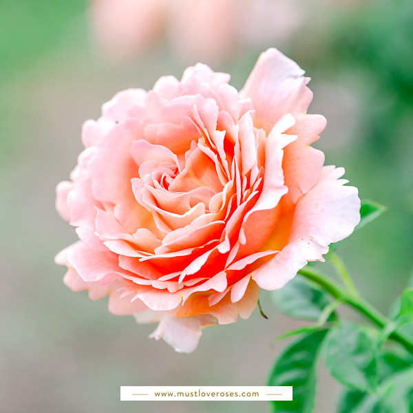 Close-up of rose - Best Lens for Flower Photography