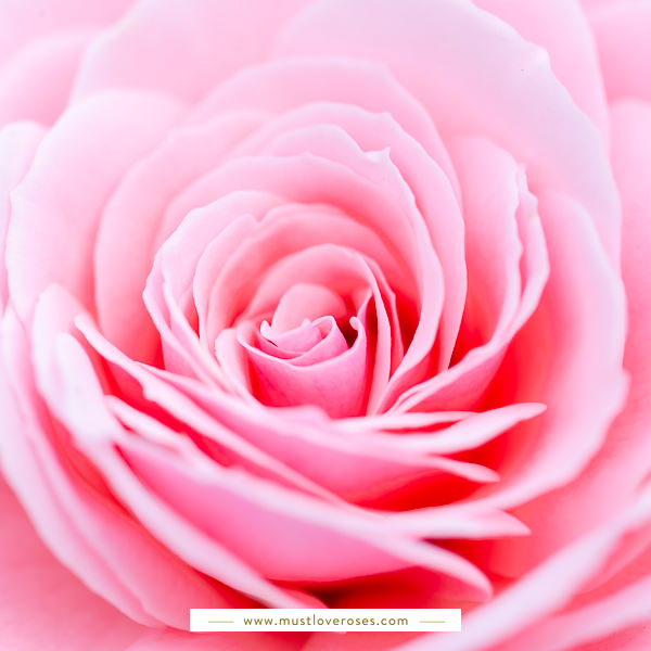 Close-up of rose - Best Lens for Flower Photography