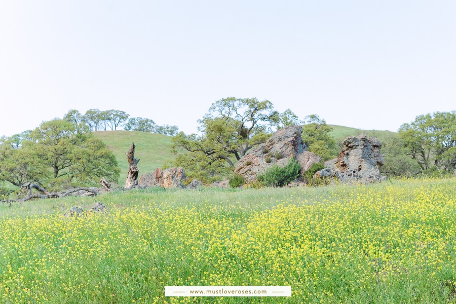 Mustard Wildflowers at Mt Diablo State Park