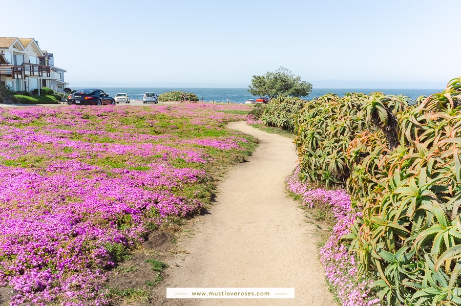 Path next to Pacific Grove's Magic Purple Carpet in Monterey Peninsula