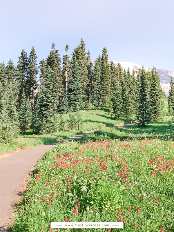 Summer Wildflowers at Mount Rainier National Park