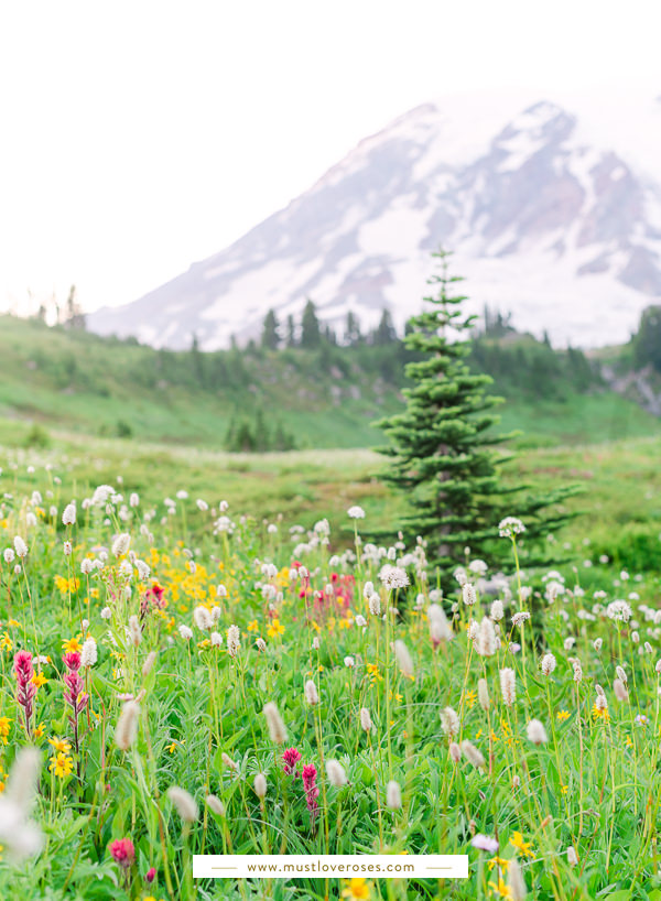 Summer wildflowers along Skyline Trail at Mt Rainier