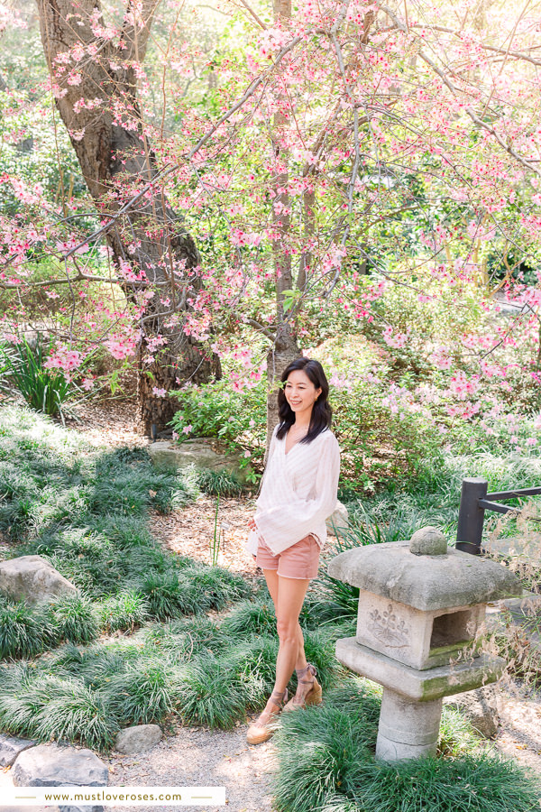 Cherry Blossoms at Descanso Gardens in Southern California