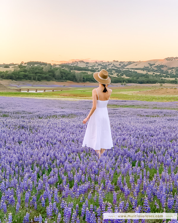 Lupine WIldflowers at Folsom Lake