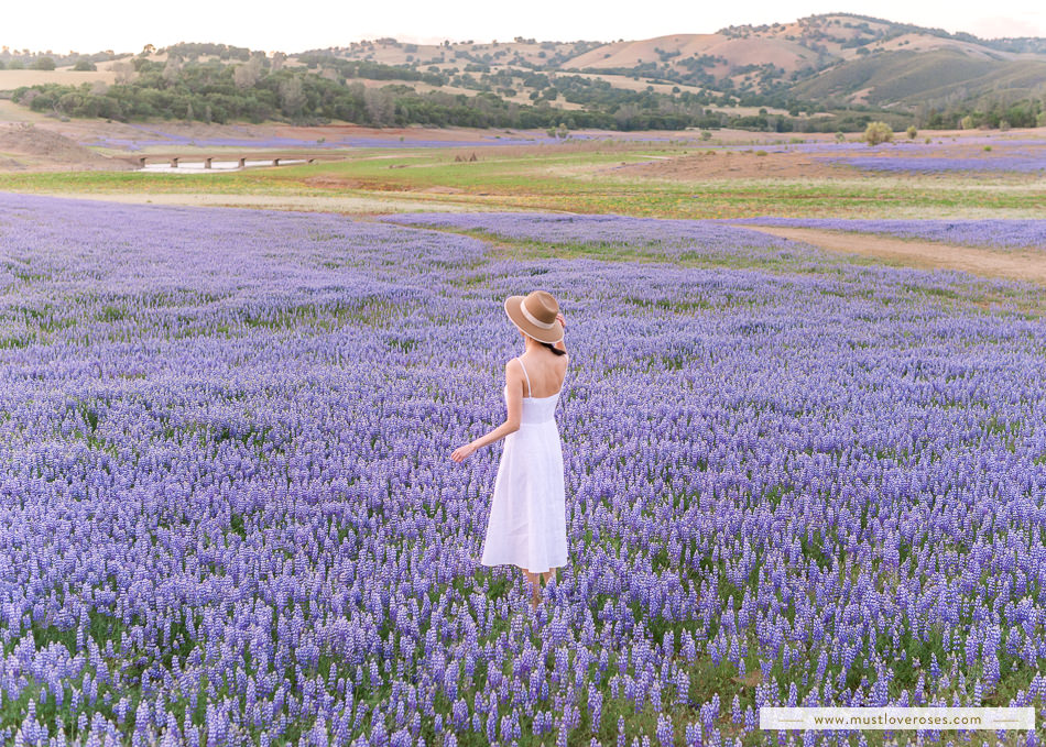 Lupine WIldflowers at Folsom Lake