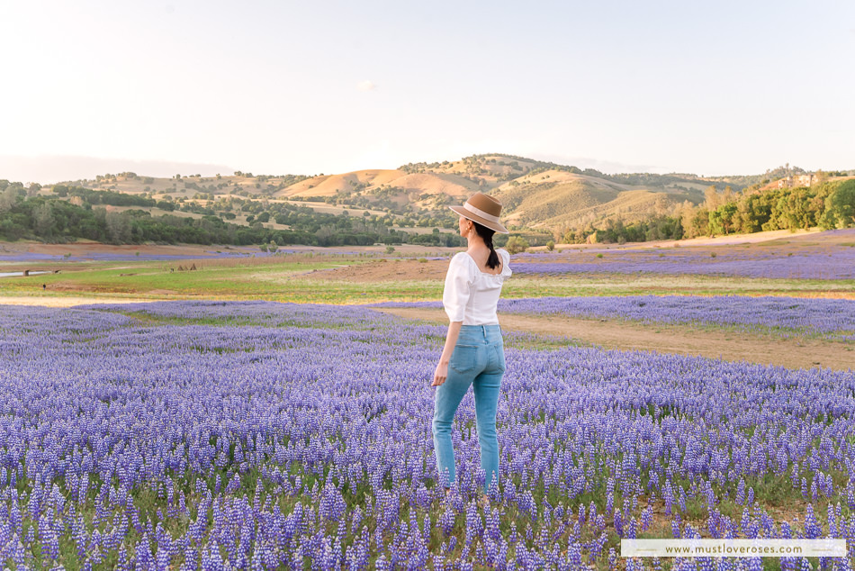 Lupine WIldflowers at Folsom Lake