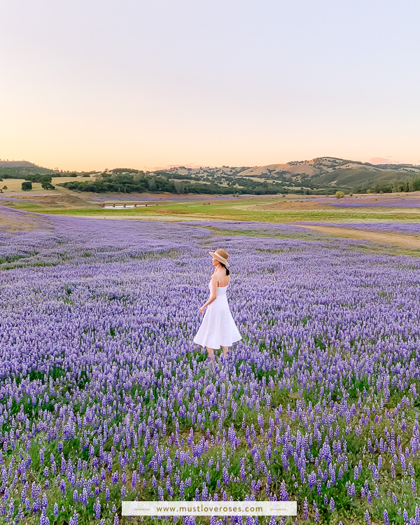 Lupine WIldflowers at Folsom Lake