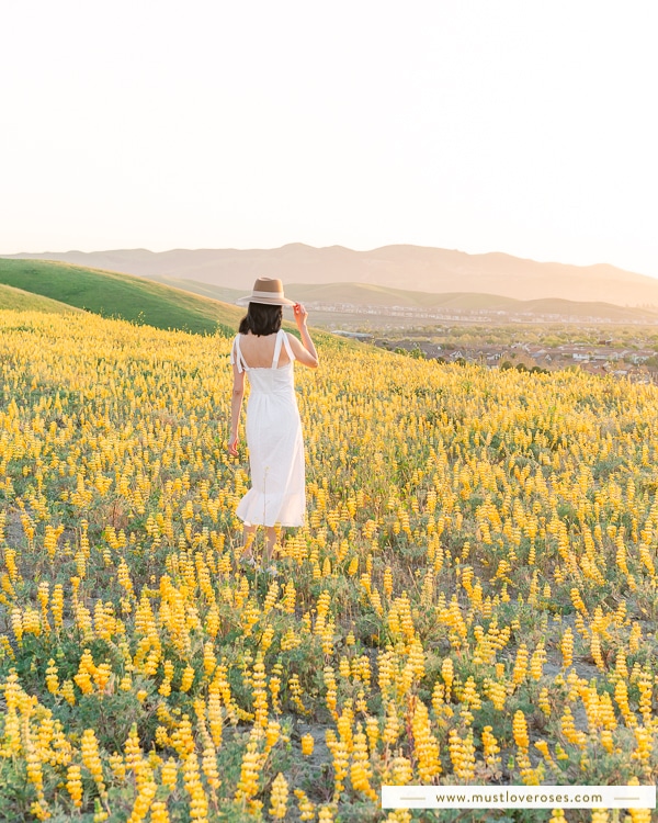 Lupines in the East Bay Hills