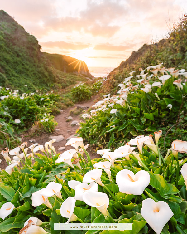 Sunset at the Calla Lily Valley in Big Sur, California