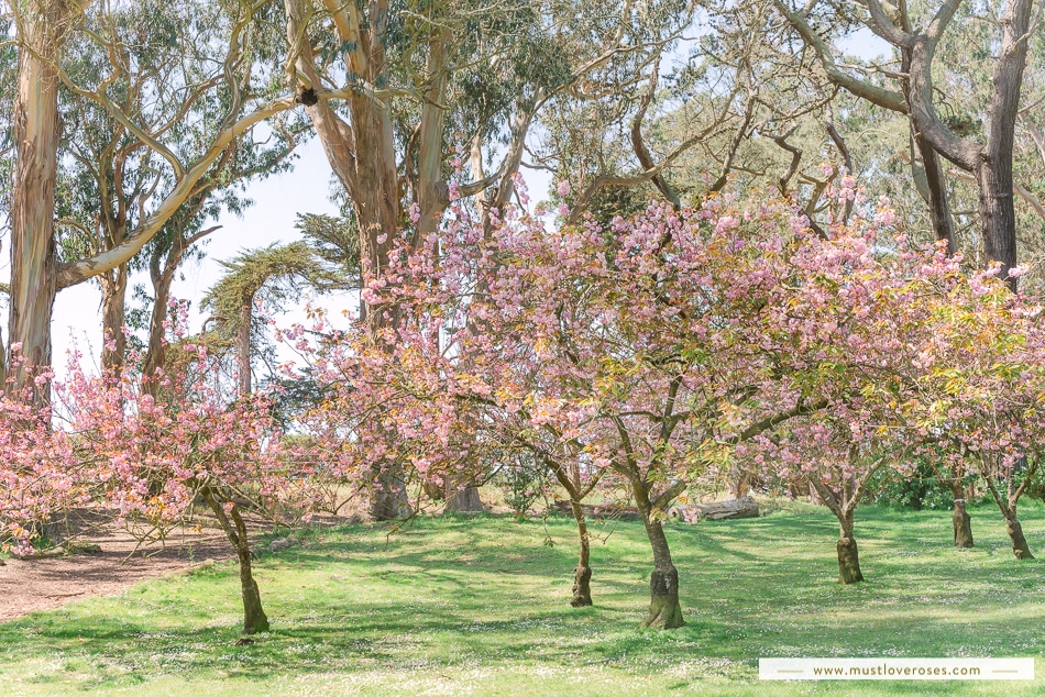 Cherry Blossoms in San Francisco's Golden Gate Park