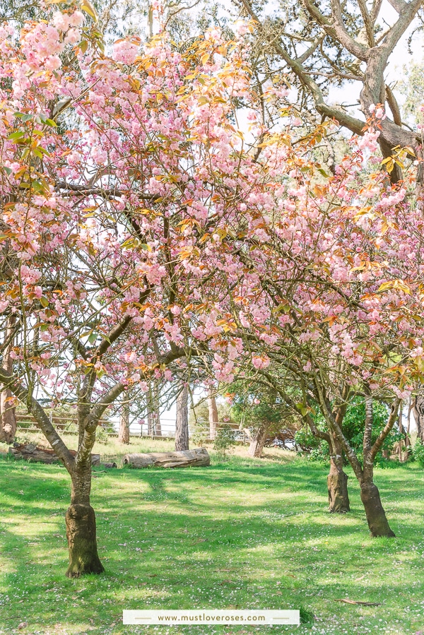 Cherry Blossoms in San Francisco's Golden Gate Park