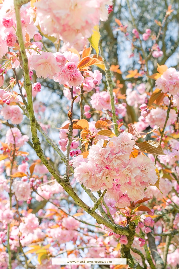 Cherry Blossoms in San Francisco's Golden Gate Park