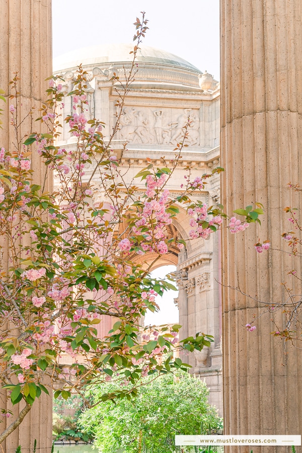 Cherry Blossoms in San Francisco's Palace of Fine Arts